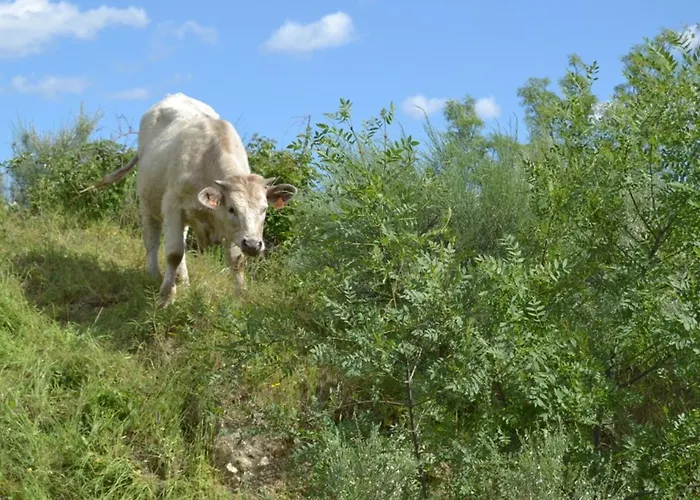 Rural Luna Y Rural Lunaposada Maison d'hôtes Candeleda